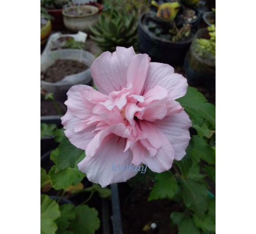 Гібіскус сирійський Пінк Шиффон (Hibiscus syriacus  «Pink Сhiffon»)